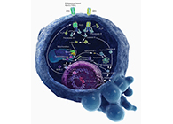 HQL制药、常州隆赛和上海CC网投将配合研新型抗癌药物
