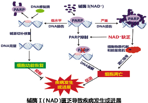 CC网投·(中国游)官方网站