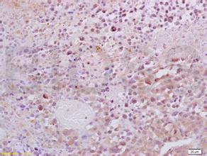 CC网投·(中国游)官方网站