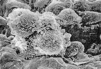 CC网投·(中国游)官方网站