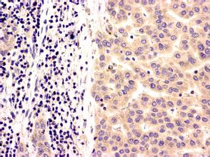 CC网投·(中国游)官方网站