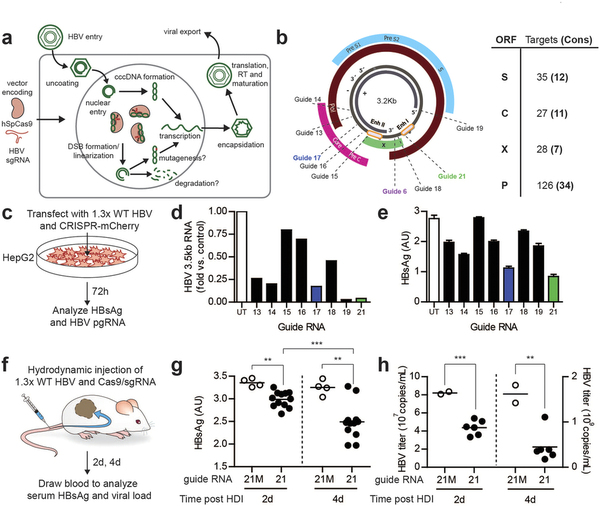 攻克乙肝不是梦，，，，，基因编辑靶向“剪切”乙肝病毒