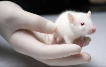 抗体制备效劳公司