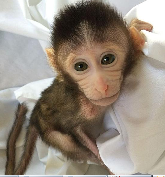 转基因猴成攻克自闭症利剑，，，首个非人灵长类自闭症模子建设