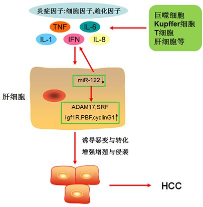 CC网投·(中国游)官方网站