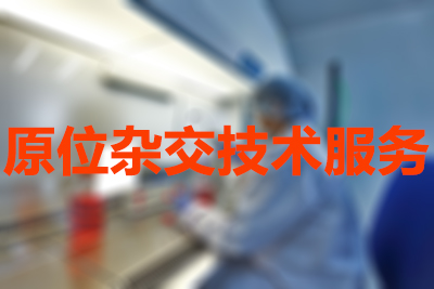 原位杂交手艺的分类有哪些？？