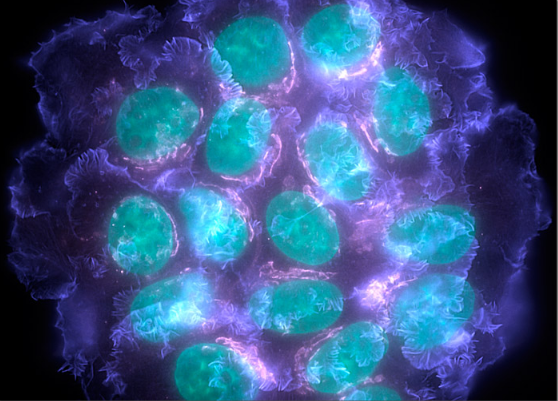 CC网投·(中国游)官方网站