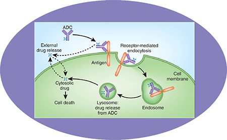 CC网投ADC临床前效劳之ADC作用机制