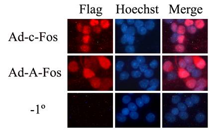 CC网投·(中国游)官方网站