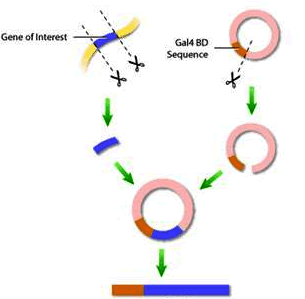 CC网投·(中国游)官方网站