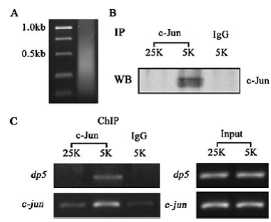 CC网投·(中国游)官方网站
