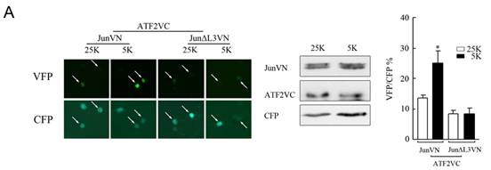 CC网投·(中国游)官方网站