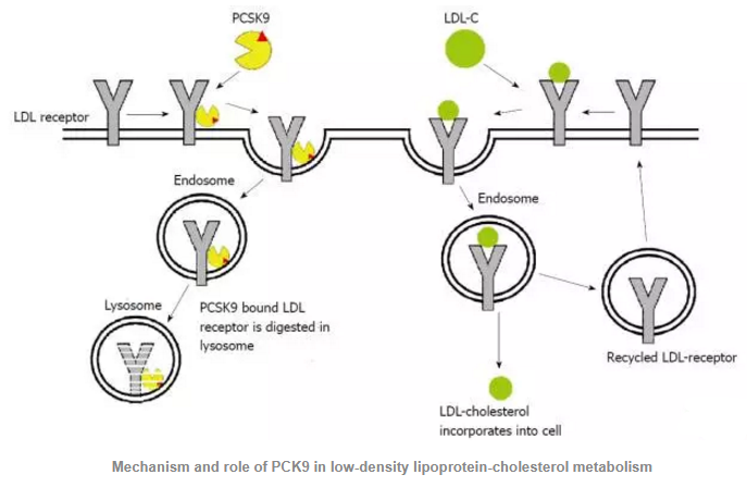 CC网投·(中国游)官方网站