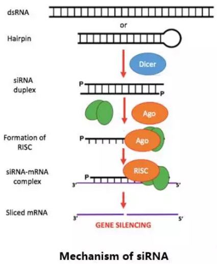 CC网投·(中国游)官方网站