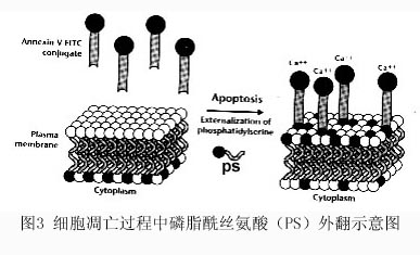 CC网投·(中国游)官方网站