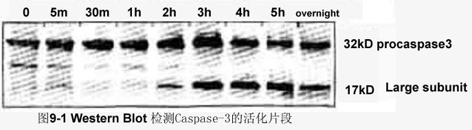 CC网投·(中国游)官方网站