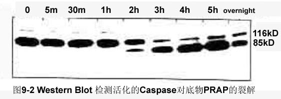 CC网投·(中国游)官方网站