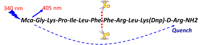 底物的选择和配套的检测方法