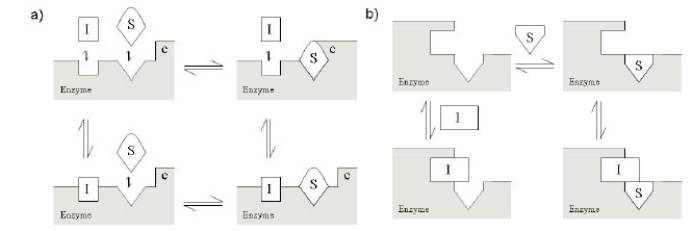 noncompetitive非竞争性抑制剂
