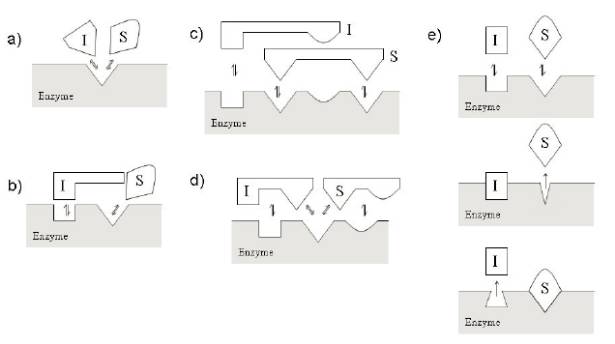 酶抑制剂机理研究