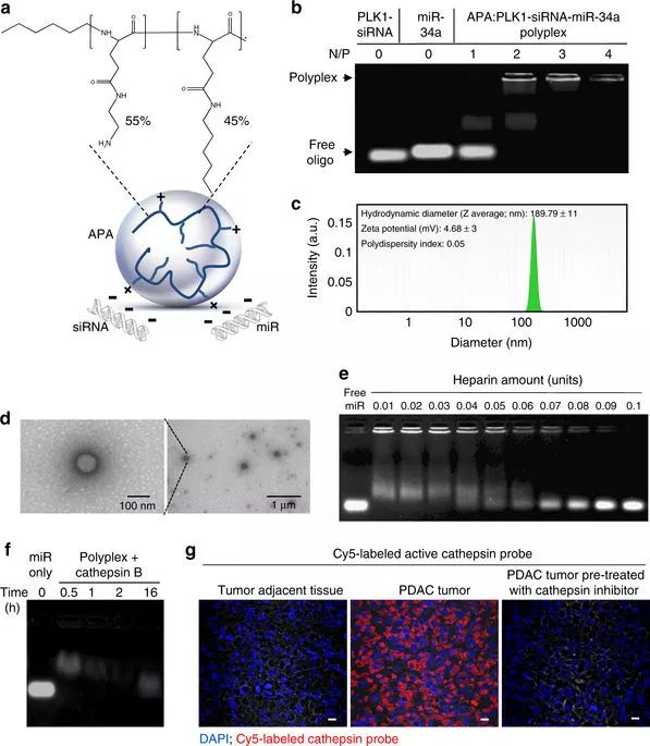 CC网投·(中国游)官方网站
