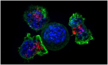 CC网投·(中国游)官方网站