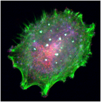 CC网投·(中国游)官方网站