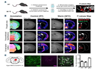 减肥药瞄准新靶点，，，强效减肥药即未来袭？？？？？