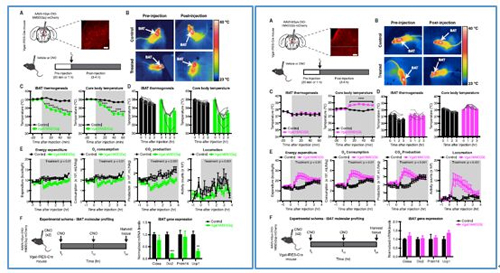 对神经元的激活会镌汰棕色脂肪产能，，，，，镌汰身体运动，，，，，从而抑制能量的消耗；；；；；相反，，，，，抑制神经元会提高能量的消耗。。