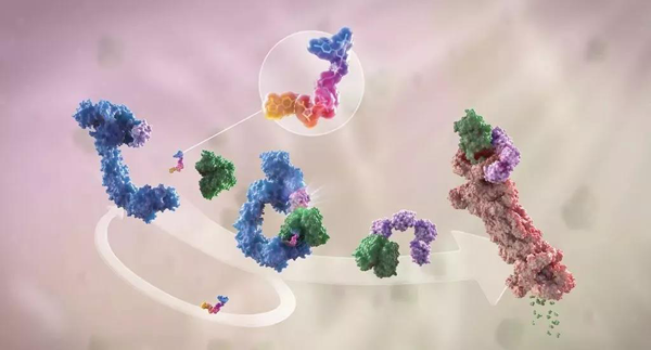 卵白降解剂（多色）连系了1个靶卵白（绿色）和1个E3泛素毗连酶（蓝色），，，驱动基于卵白酶体（橙色）的靶卵白泛素化（紫色）和降解。。