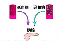 调理血糖稳态，，，GK负重前行