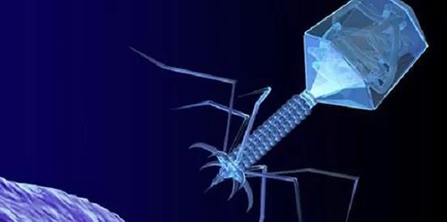 噬菌体疗法、溶瘤病毒，，，，，以及构建细胞表达载体的病毒转染因子等都体现出病毒对人类善良温顺的一面