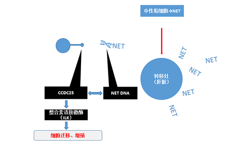 除了纯粹的捕获，，，NET DNA与CCDC-25的连系还增强了癌细胞的侵袭行为，，，增进了癌症的肝转移。。。。。