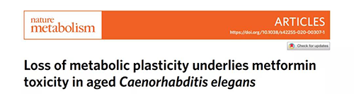在线虫和人类原代细胞中，，当在其寿命晚期提供二甲双胍时，，二甲双胍会缩短命命，，这与二甲双胍在年轻生物体中的起劲作用相反。。