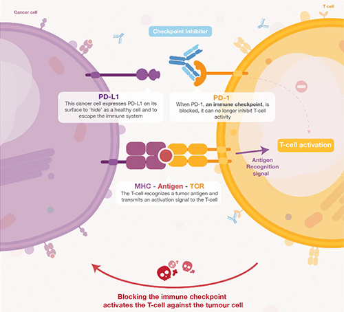 饿了吗？？？饿一饿原来可以辅助PD-1抑制剂肿瘤免疫治疗 