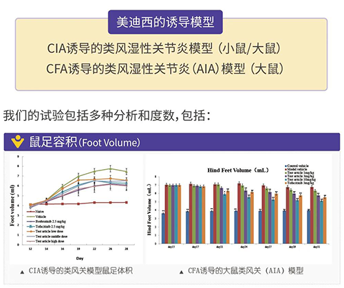 CC网投诱导的类风湿性枢纽炎模子