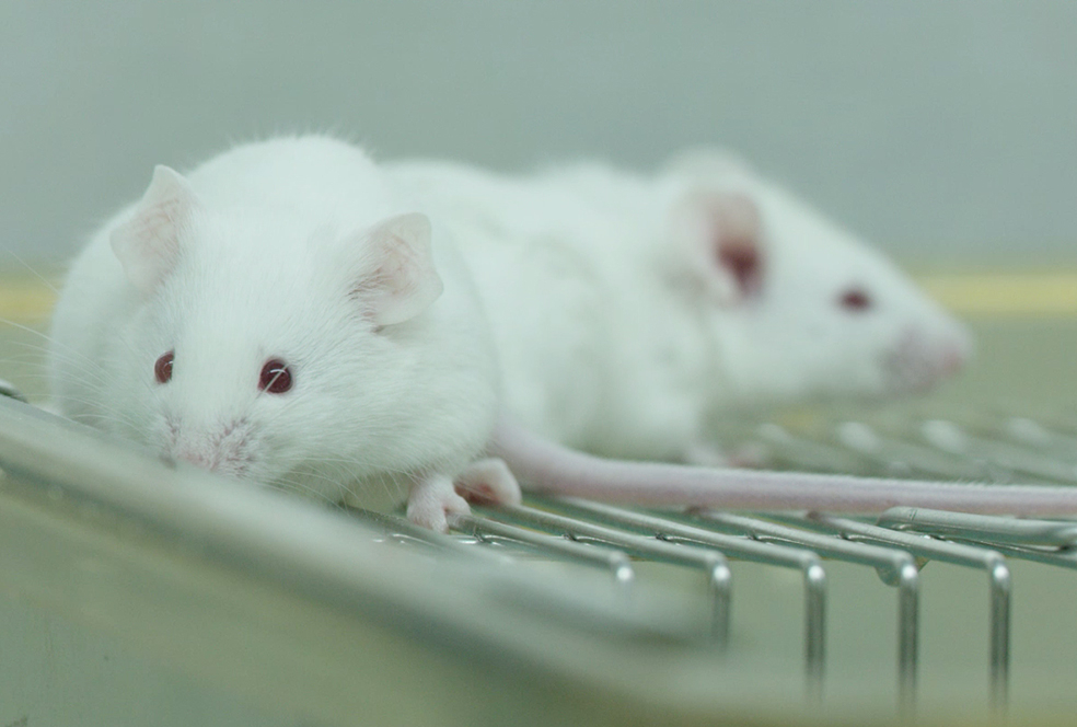 带你相识CC网投临床前研究效劳 