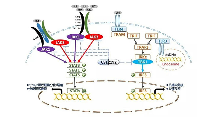 自身免疫疾病或迎新疗法！CC网投助力微芯生物CS12192获批FDA