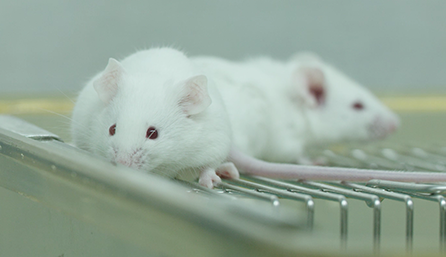 CC网投临床前研究-药效学、药代动力学和临床前研究效劳