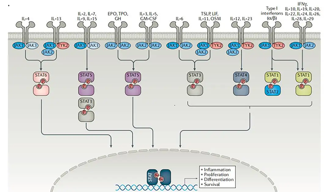 精准建模，，，，掌握解开自身免疫性疾病治疗研究的钥匙