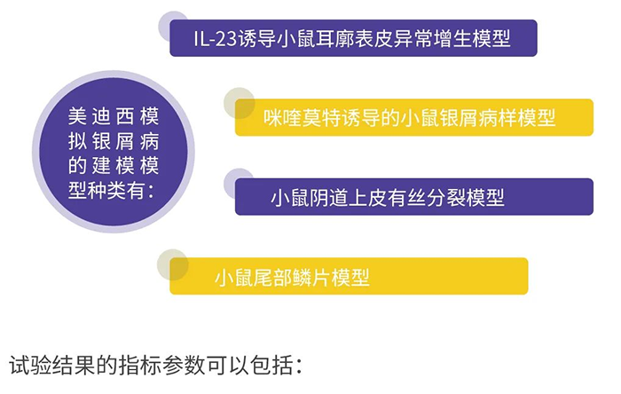 CC网投模拟银屑病的建模模子.png