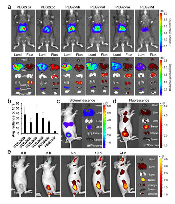 递送和NIR影像，，，，，Luc mRNA; Ⅳ and intra-tumoral.jpg