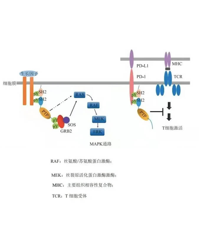 CC网投助力凌达生物SHP2变构抑制剂RG001片获批临床.jpg