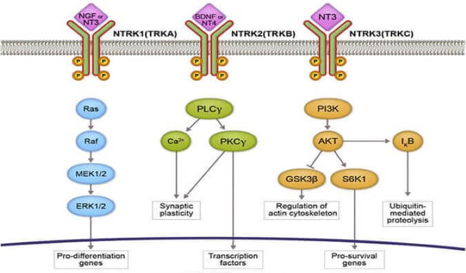 CC网投助力睿跃生物1类新药 TRK降解剂CG001419获批临床.jpg