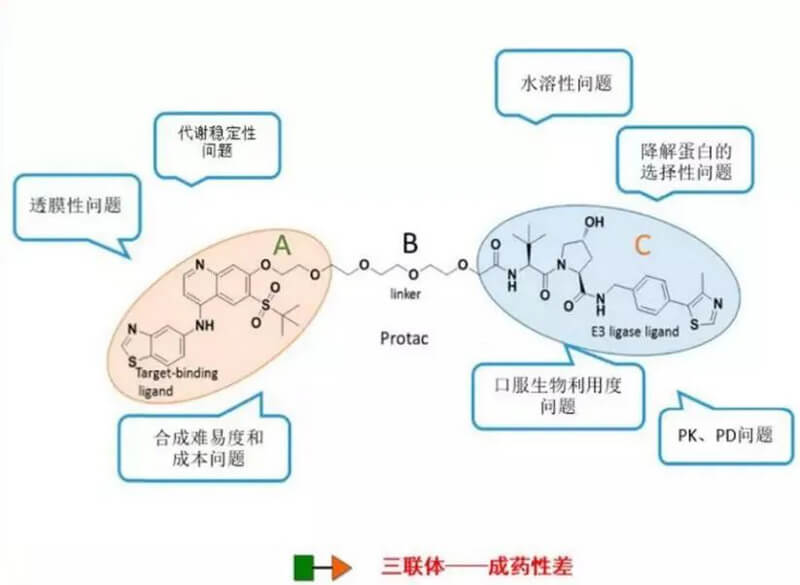 PROTAC分子量较大，，，，消融性较差.jpg