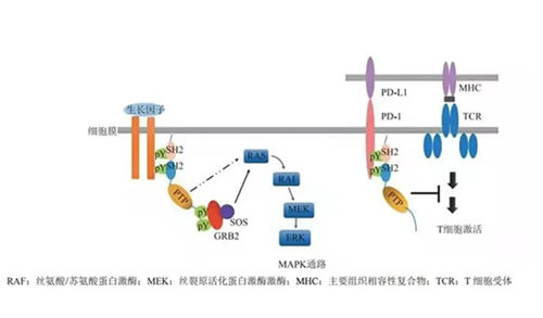 CC网投助力凌达生物SHP2变构抑制剂RG001片获批临床.jpg