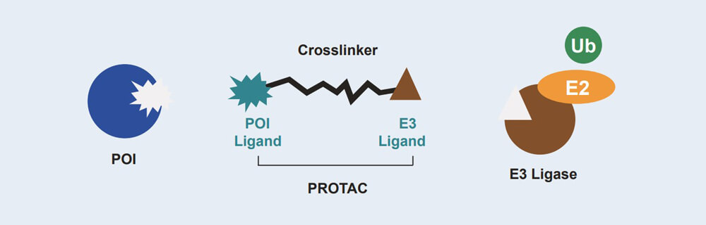 CC网投 PROTAC 药物发明手艺效劳平台