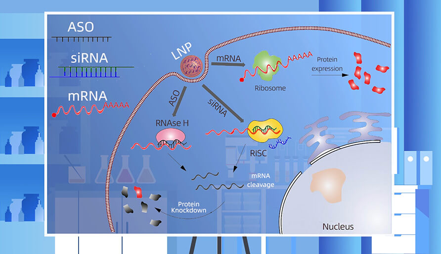 核酸药物的作用机制主要有哪些？？？