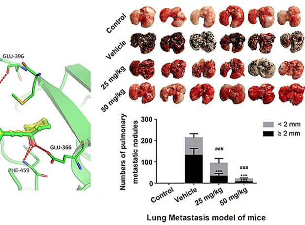 研究用于肺癌和玄色素瘤细胞肺转移的选择性PAK4抑制剂的合成，，，，此选择性PAK4抑制剂的PK研究通过CC网投举行