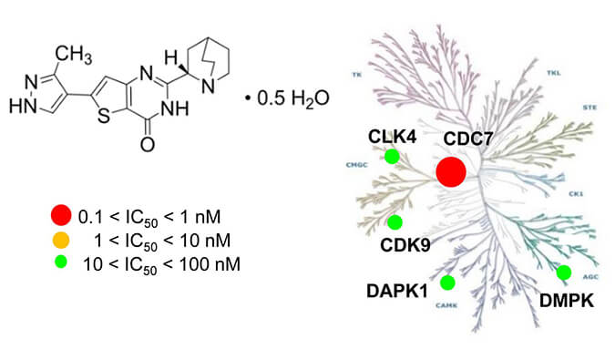 TAK-931是一种高特异性CDC7抑制剂，，，具有抗肿瘤功效，，，本研究中体内药效实验通过CC网投举行